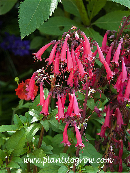 The first set of images was of plants in a somewhat shaded spot.  The colors were vivid.